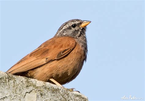 House bunting .
